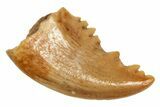 Serrated, Troodontid (Pectinodon) Tooth - Montana #326487-1
